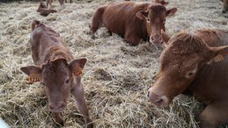 En 2025, la Commission européenne prévoit une baisse de la production de la viande bovine de 1,3 %.