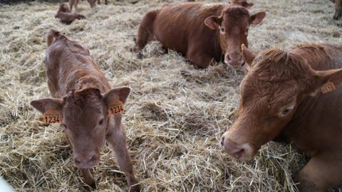 En 2025, la Commission européenne prévoit une baisse de la production de la viande bovine de 1,3 %.