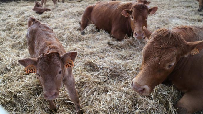 En 2025, la Commission européenne prévoit une baisse de la production de la viande bovine de 1,3 %.