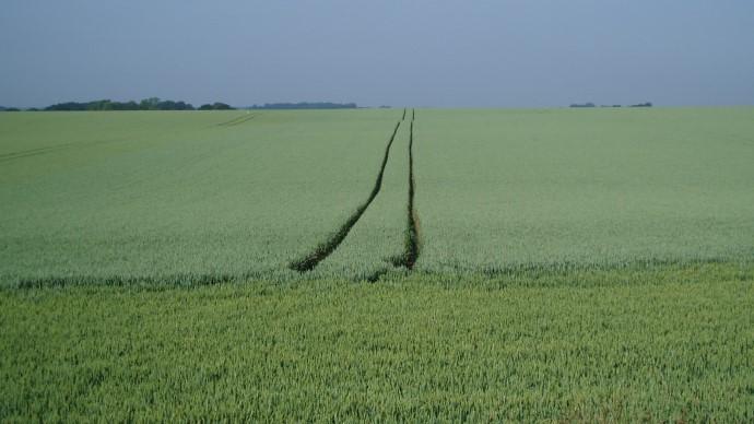 Cultures de blé