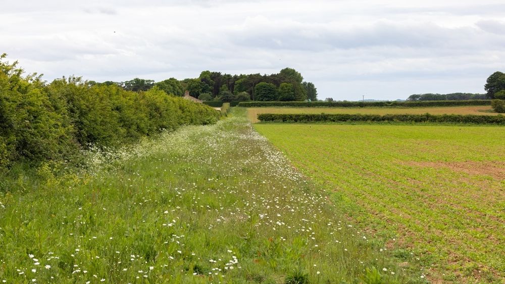 Haies et bandes enherbées