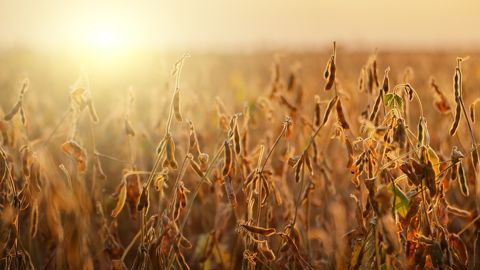 D'après les projections de la Commission européenne, la production de soja dans l'UE devrait grimper de 22 % d'ici à 2035.