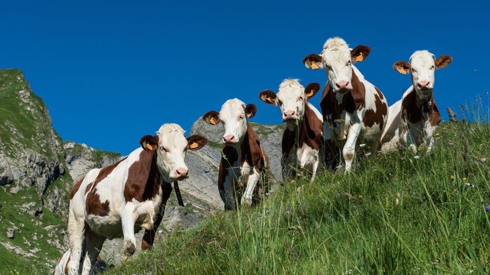 Vaches laitières en montagne