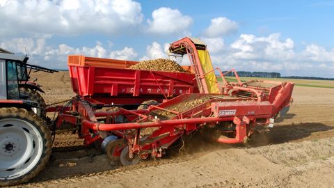 Agreste publie ses estimations de production en pommes de terre pour la récolte 2025.