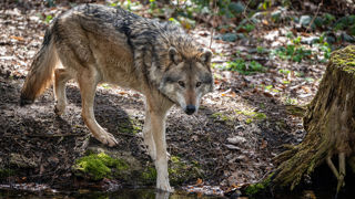 Un loup qui avait attaqué à trois reprises le troupeau d'un éleveur de moutons dans l'Aveyron a été abattu. (Photo d'illustration) Un loup qui avait attaqué à trois reprises le troupeau d'un éleveur de moutons dans l'Aveyron a été abattu. (Photo d'illustration)