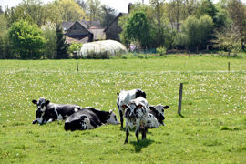 La cession d'une parcelle louée peut être prévue dans le bail mais elle doit être suffisamment précise.