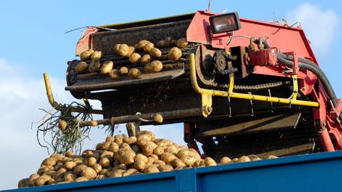 « Malgré la sécheresse qui a freiné localement la croissance, les rendements moyens de pommes de terre semblent pouvoir dépasser ceux de l'année dernière », note Belpotato.be. « Malgré la sécheresse qui a freiné localement la croissance, les rendements moyens de pommes de terre semblent pouvoir dépasser ceux de l'année dernière », note Belpotato.be.