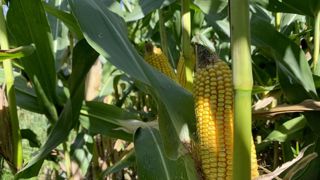 Alors qu'une récolte record est attendue pour le maïs états-unien, en Europe, la sécheresse plombe les perspectives.