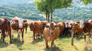 Le nombre de foyers de dermatose nodulaire contagieuse est passé d'une dizaine à deux par semaine, ce qui, pour le ministère de l'Agriculture, « montre que le chemin est le bon et que l'éradication est possible ».