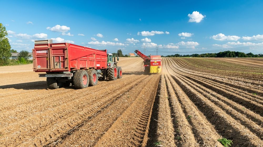 Récolte de pommes de terre