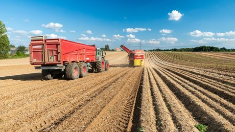 L'UNPT communique ses premières projections pour la production de pommes de terre de consommation 2025. L'UNPT communique ses premières projections pour la production de pommes de terre de consommation 2025.