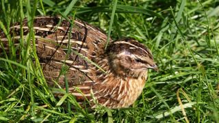 15, c'est le nombre de cailles de blés qui pourront être prélevées au maximum par jour et par chasseur. 15, c'est le nombre de cailles de blés qui pourront être prélevées au maximum par jour et par chasseur.