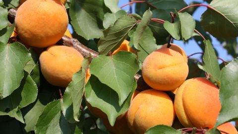 La récolte d’abricots de France en AOP s’est caractérisée par une qualité gustative exceptionnelle.