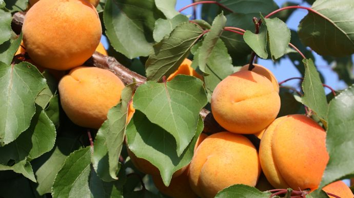 La récolte d’abricots de France en AOP s’est caractérisée par une qualité gustative exceptionnelle.