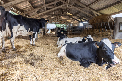 vaches holsteins taries