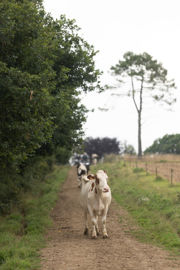 chemin vers pâture avec vache laitière