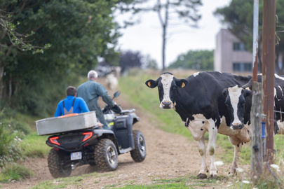 Eleveur laier sur un quad