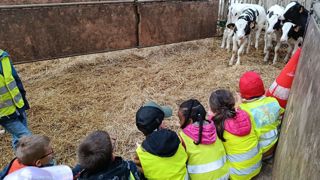 Les élèves de l’école de Plouarzel ont visité la ferme du Gaec des Charmes le 6 juin.