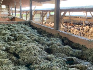 sechage en grange de foin