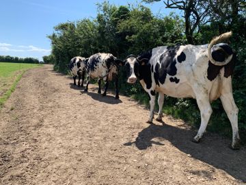 Vaches hoslteins sur chemin allant au pâturage