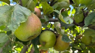 La récolte de pommes françaises de 2025 devrait être légèrement supérieure à la moyenne triennale avec une première estimation de 1,485 million de tonnes. La récolte de pommes françaises de 2025 devrait être légèrement supérieure à la moyenne triennale avec une première estimation de 1,485 million de tonnes.
