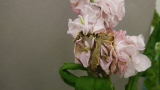 Les journées annuelles « bonnes pratiques » se dérouleront les 22 et 23 septembre à Hyères (83) autour du thème « Des solutions alternatives pour lutter contre les maladies et ravageurs ».