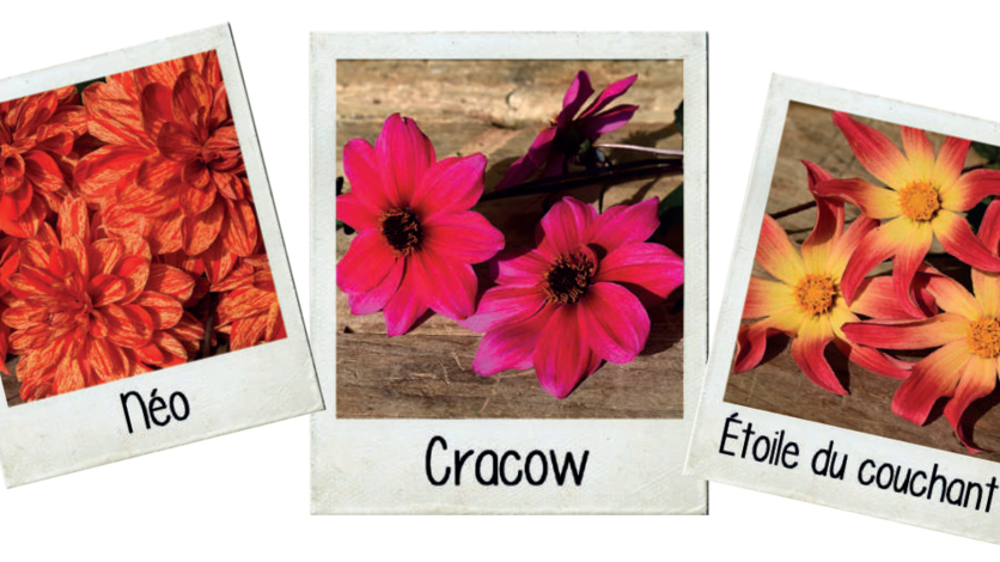 Trois dahlias primés au Festival des dahlias en 2024.