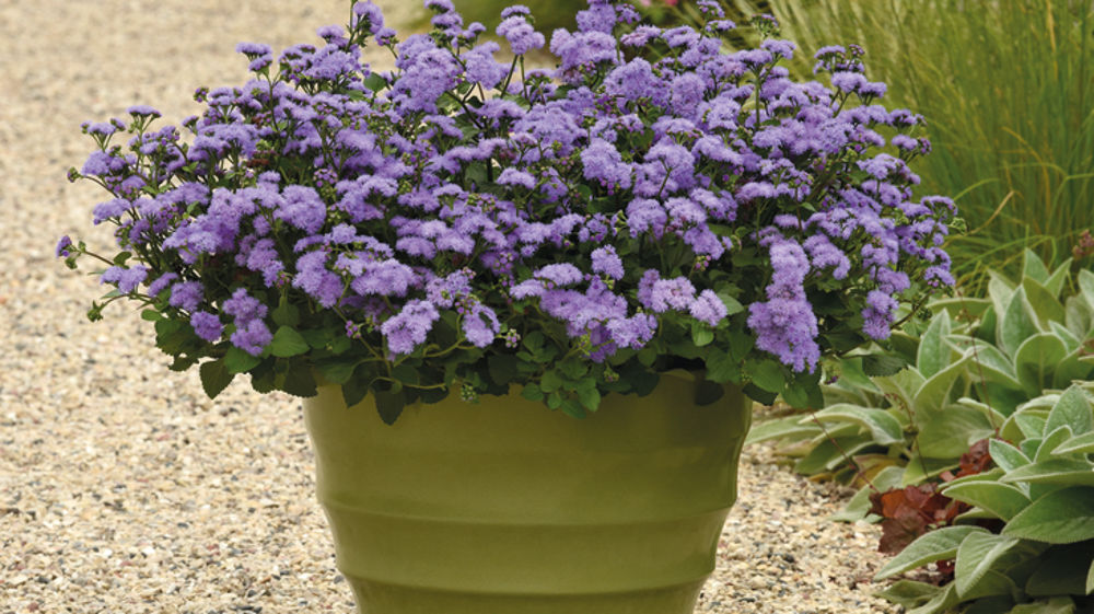 Ageratum houstonianum 'Monarch Magic'