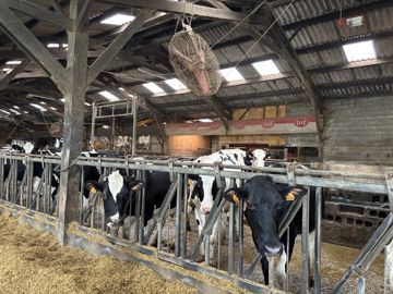 Vaches laitières et robot de traite Lely