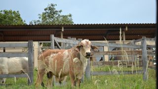 La Fédération nationale bovine (FNB) demande au chef de l’Etat de s’opposer publiquement à l’accord avec le Mercosur.