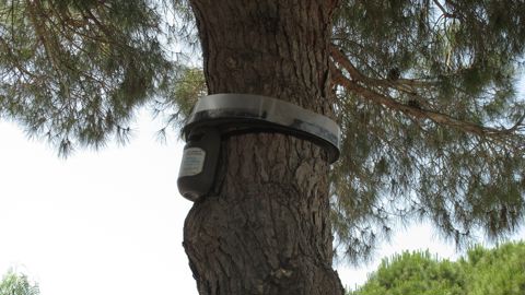 Piège à chenilles processionnaires du pin.