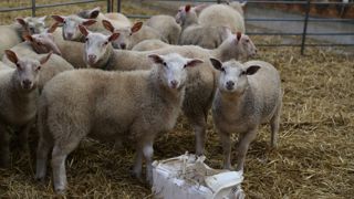 Les prix de l'agneau se sont repliés en juillet 2025 mais il reste supérieur de 19 % à la moyenne quinquennale de 2023-2025.