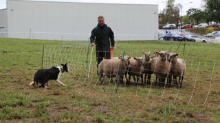 Avant la vente, les jeunes chiens ont montré leur potentiel au travail, guidé par un formateur qu'ils ne connaissait pas.