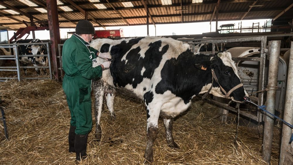 Intervention d'un vétérinaire sur une vache holstein suite à un retournement de caillette à l'étable. Intervention d'un vétérinaire sur une vache holstein suite à un retournement de caillette à l'étable.