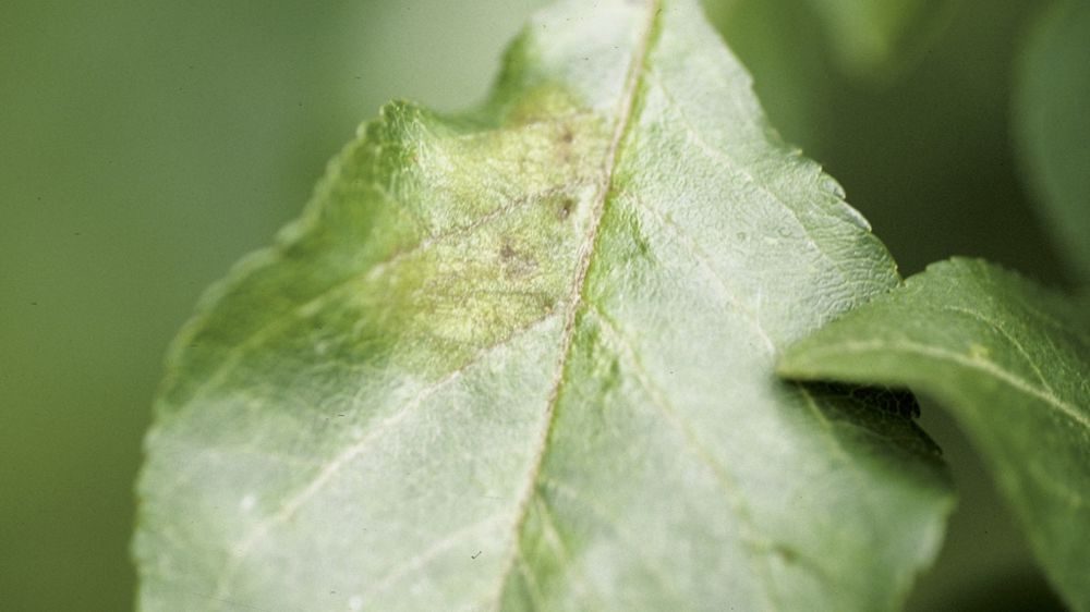 Les conditions d’utilisation des produits phytopharmaceutiques à base de cuivre sont renforcées. Dans son analyse, l’Anses souligne l’existence limitée d’alternatives sur les usages majeurs, comme celui de la tavelure du pommier (Venturia inaequalis).