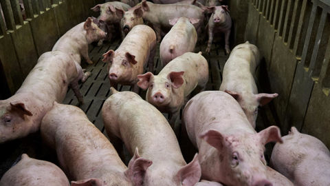 Dans ce contexte de baisse de l’offre, le cours moyen continue de progresser en juillet et atteint 2,12 €/kg,