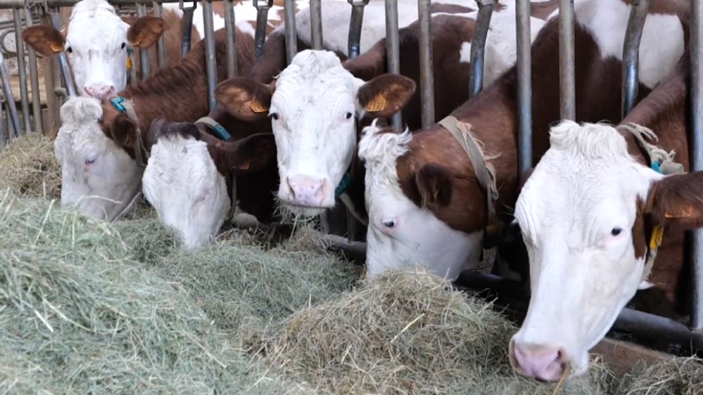 Foin de qualité, chantiers simplifiés : le pari gagnant du séchage en grange