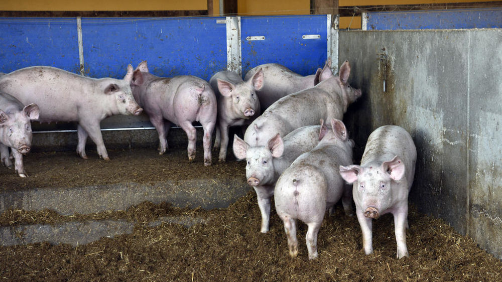 La loi Duplomb prévoit de modifier les seuils des installations classées pour les élevages porcins, avicoles et bovins.