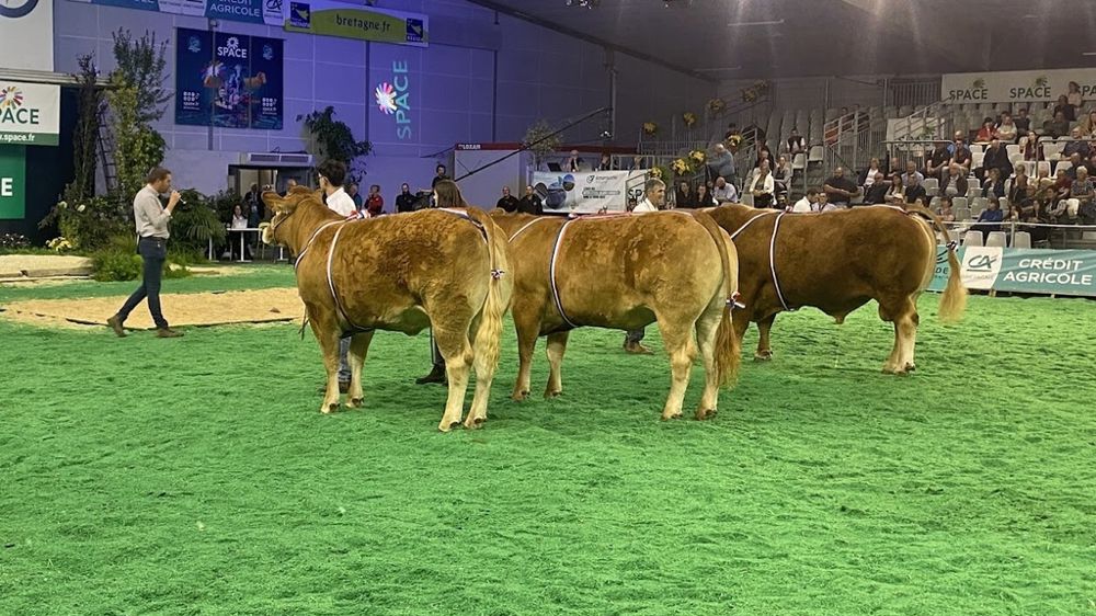 Concours bovins du Space de Rennes