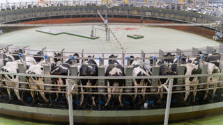 Le groupe Baladna, qui a été choisi pour monter le projet algérien, est à la tête d'une ferme laitière de 24 000 vaches au nord du Qatar. Le groupe Baladna, qui a été choisi pour monter le projet algérien, est à la tête d'une ferme laitière de 24 000 vaches au nord du Qatar.