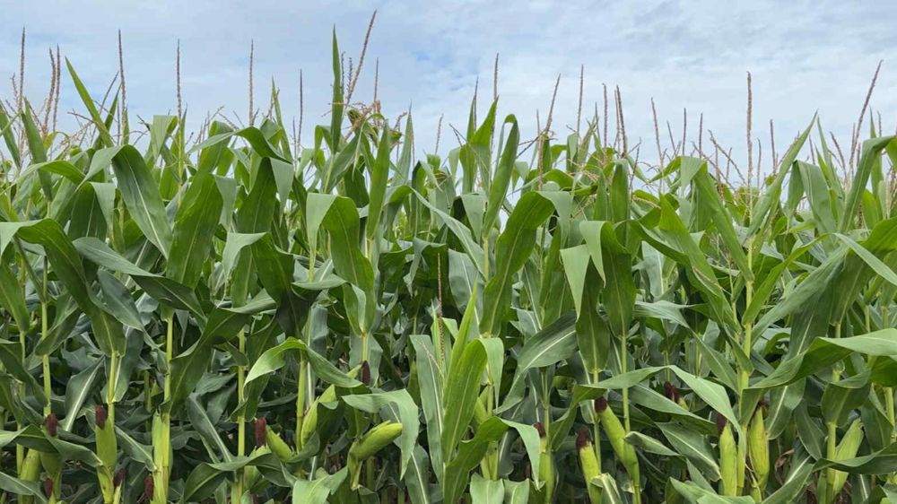 La production de maïs américaine est attendue « record » aux Etats-Unis par l'USDA. 