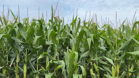 La production de maïs américaine est attendue « record » aux Etats-Unis par l'USDA. La production de maïs américaine est attendue « record » aux Etats-Unis par l'USDA.