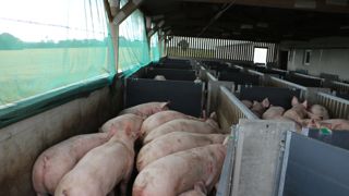 Selon la Fédération nationale porcine, les éleveurs subissent déjà, par anticipation de la surtaxe chinoise, une baisse drastique du prix payé.