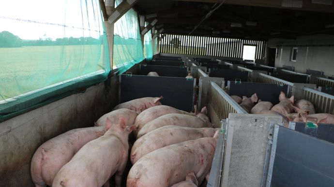 Selon la Fédération nationale porcine, les éleveurs subissent déjà, par anticipation de la surtaxe chinoise, une baisse drastique du prix payé.