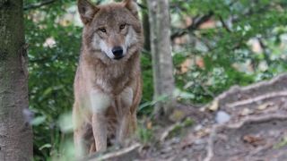 Des photographes auraient été pris sur le fait d'appâtage des loups cet été en quête du cliché du siècle. Des photographes auraient été pris sur le fait d'appâtage des loups cet été en quête du cliché du siècle.