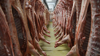 Inaporc s'inquiète des conséquences des droits de douane chinois antidumping pour la filière porcine française. Inaporc s'inquiète des conséquences des droits de douane chinois antidumping pour la filière porcine française.