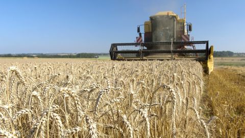 Malgré un rebond de la production sur un an, les producteurs de blé déplorent une troisième année de revenus négatifs.