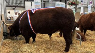 Ce taureau de trois ans et demi a fait du grabuge sur le ring pour fêter sa victoire. Ce taureau de trois ans et demi a fait du grabuge sur le ring pour fêter sa victoire.