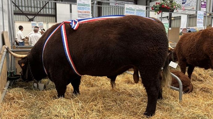 Ce taureau de trois ans et demi a fait du grabuge sur le ring pour fêter sa victoire.