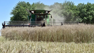 En France, la production de colza est estimée à 4,5 millions de tonnes, en progression de 15 % par rapport à l’an dernier. En France, la production de colza est estimée à 4,5 millions de tonnes, en progression de 15 % par rapport à l’an dernier.